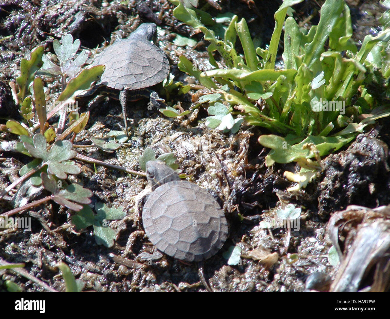 Dieses Bild zeigt winzige Reisende, die möglicherweise kleine Tiere oder Kinder in der Natur darstellen und das Thema Reisen und Erkunden in der natürlichen Umgebung, insbesondere in den Bergprärie, betonen. Stockfoto