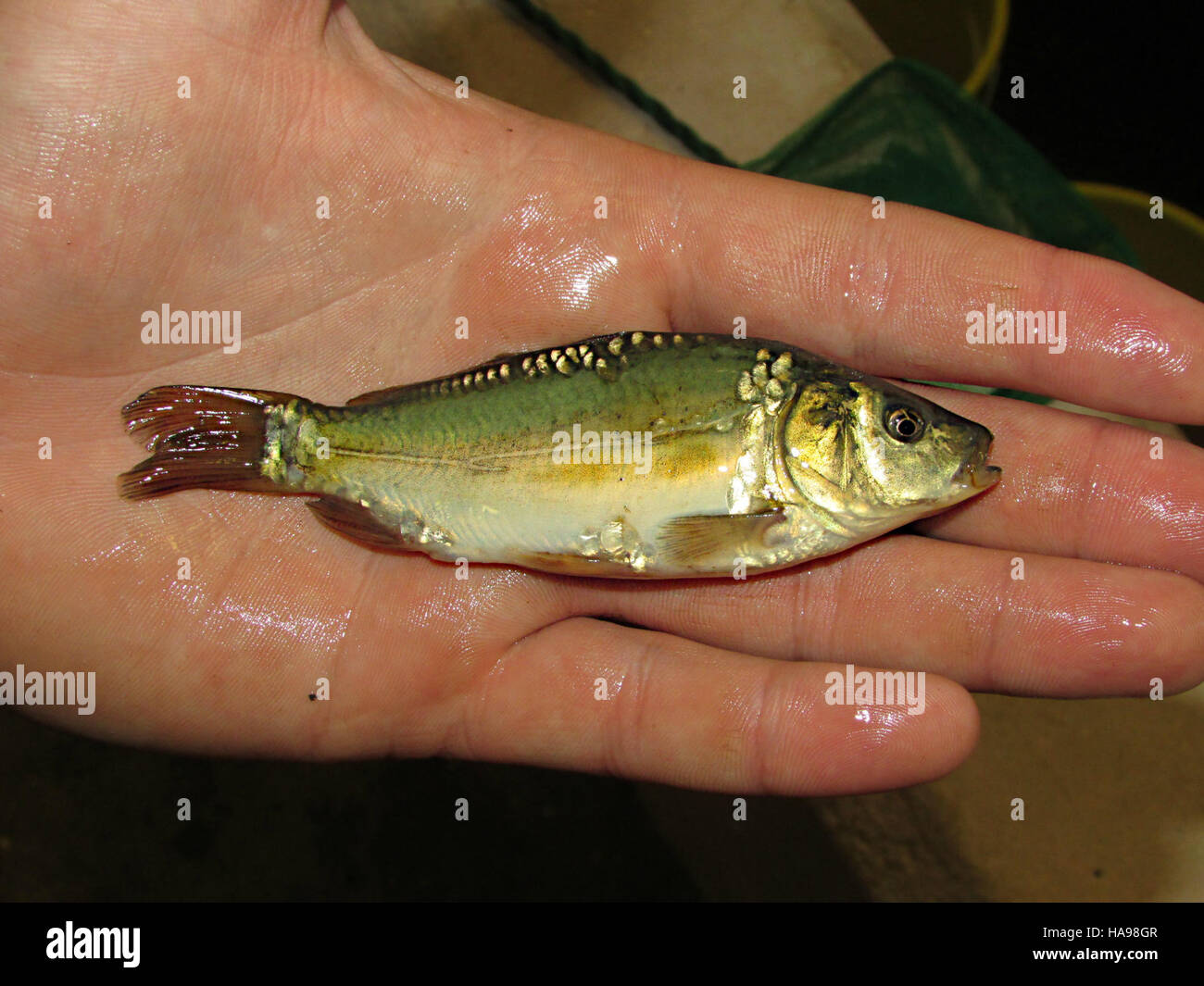 Spiegelkarpfen in Nationalparks werden überwacht, um ihre Auswirkungen auf lokale Ökosysteme zu bewerten, da sie eine invasive Art sind, die aquatische Lebensräume und die biologische Vielfalt beeinflusst. Stockfoto