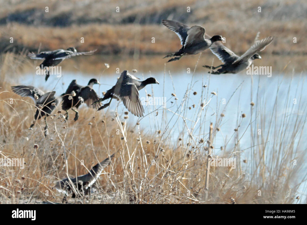Die im Flug befindlichen Kotflügel in einem Nationalpark zeigen die Vielfalt der Vogelarten, die in den Feuchtgebieten und Gewässern des Parks zu finden sind, und demonstrieren den Reichtum seines Ökosystems. Stockfoto