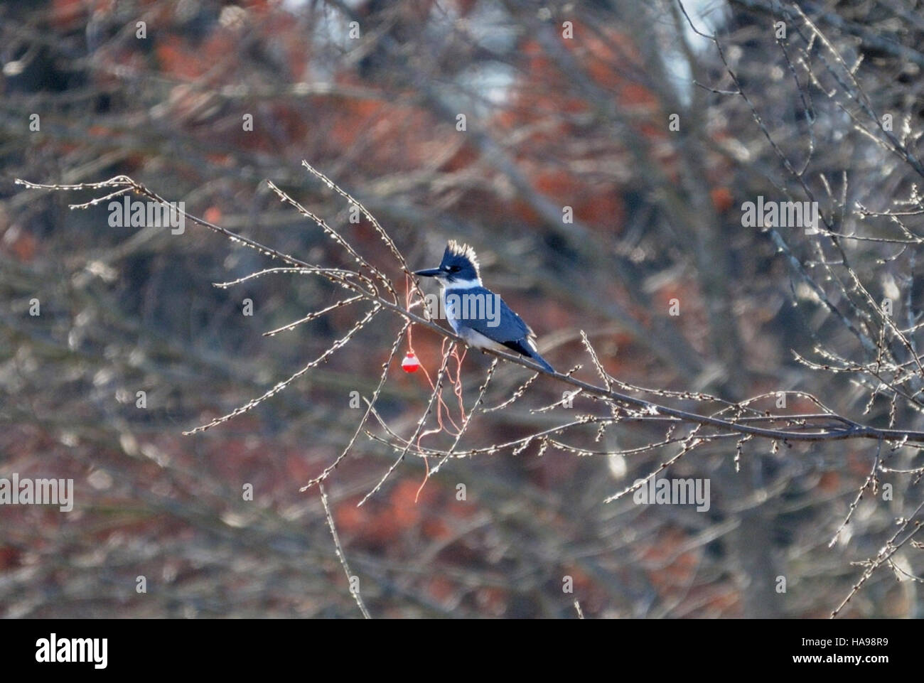 Dieses Foto des Belted Kingfisher, aufgenommen in Massachusetts, zeigt die markanten Markierungen und das Verhalten des Vogels in seinem natürlichen Lebensraum. Die Art ist ein wichtiger Bestandteil des lokalen Ökosystems und Gegenstand von Erhaltungsbemühungen. Stockfoto