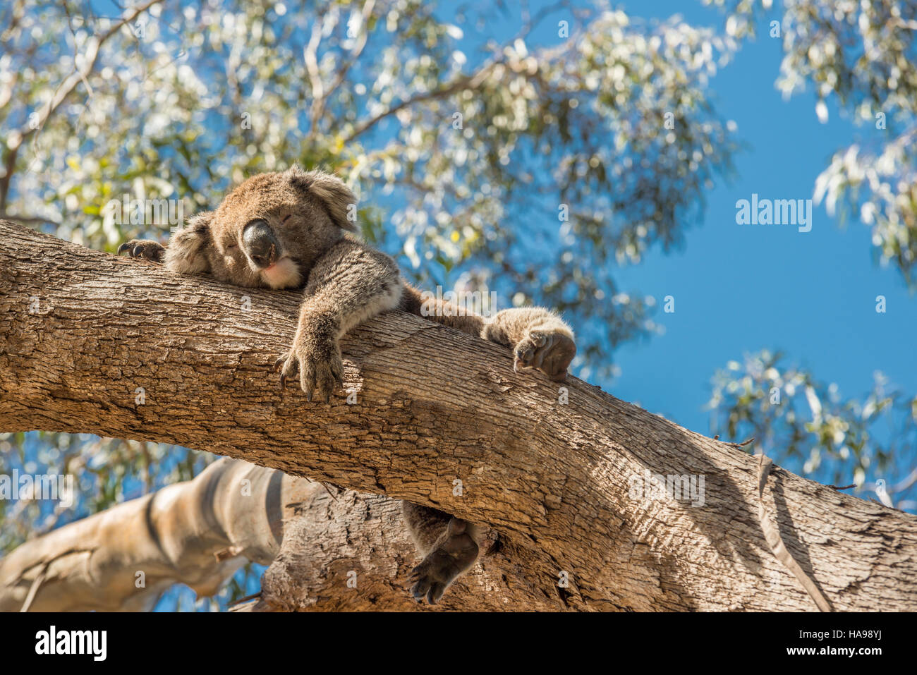 Eine junge Wilde männliche Koala drapiert über einen Ast, ein Nickerchen in Australien Stockfoto