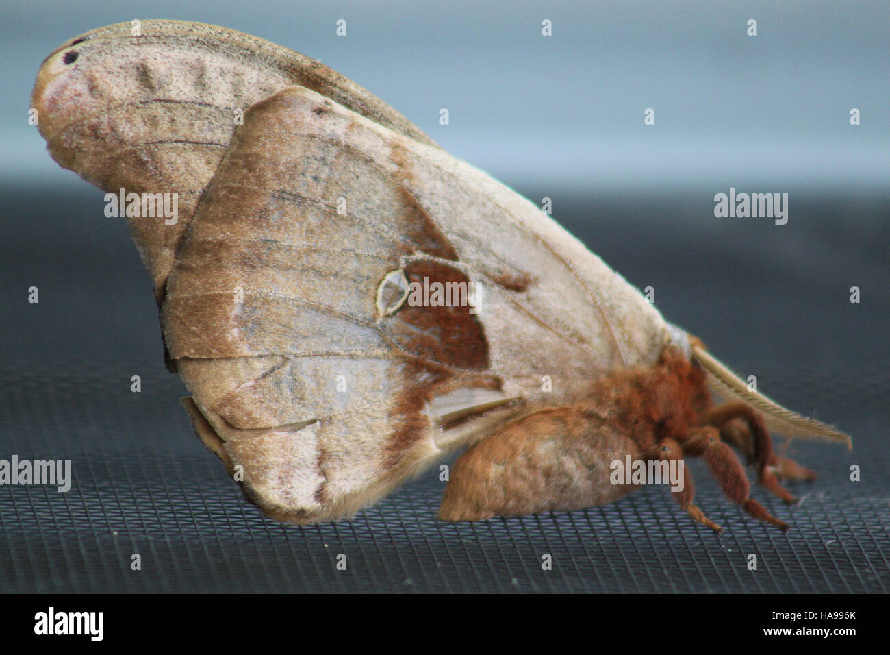 Die Polyphemusmotte ist eine große Art, die in Nordamerika vorkommt. Diese Art ist bekannt für ihre charakteristischen Augentöpfe an ihren Flügeln, die Raubtiere abschrecken. Die Falter spielen eine Rolle in lokalen Ökosystemen als Bestäuber und ihr Lebenszyklus ist eng mit spezifischen Baumarten in Nationalparks und Wildgebieten verknüpft. Stockfoto
