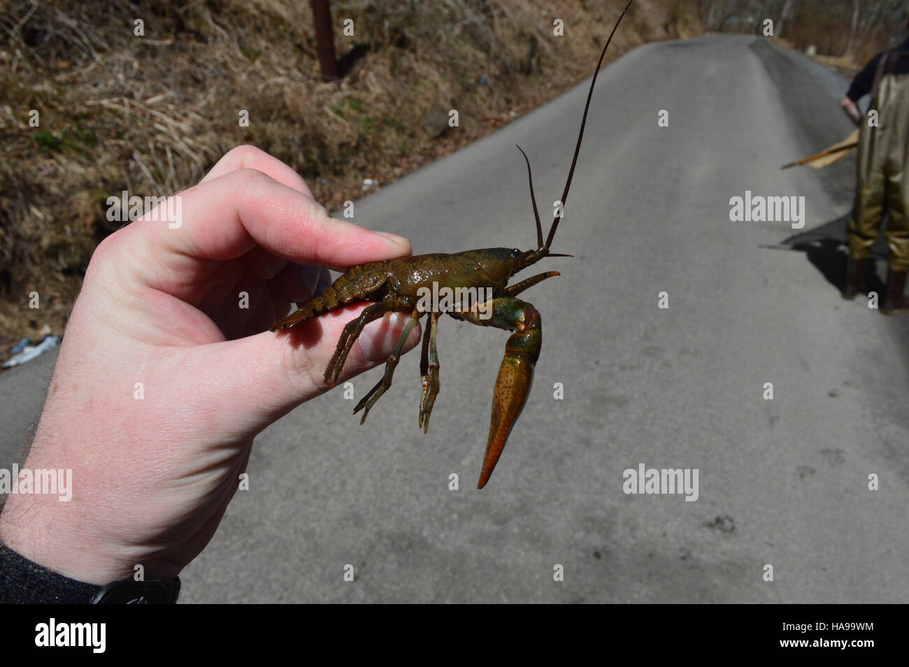 Der Big Sandy-Flusskrebs, der im Big Sandy River-System beheimatet ist, ist eine bundesweit geschützte Art, die im Nordosten der Vereinigten Staaten vorkommt. Der Schwerpunkt der Erhaltungsbemühungen liegt auf dem Schutz des Lebensraums und der Sicherung seines Überlebens angesichts von Umweltbedrohungen. Stockfoto