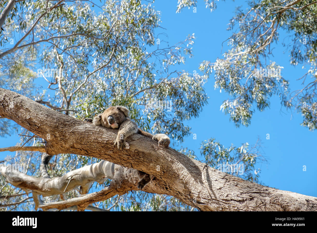 Eine junge Wilde männliche Koala drapiert über einen Ast, ein Nickerchen in Australien Stockfoto
