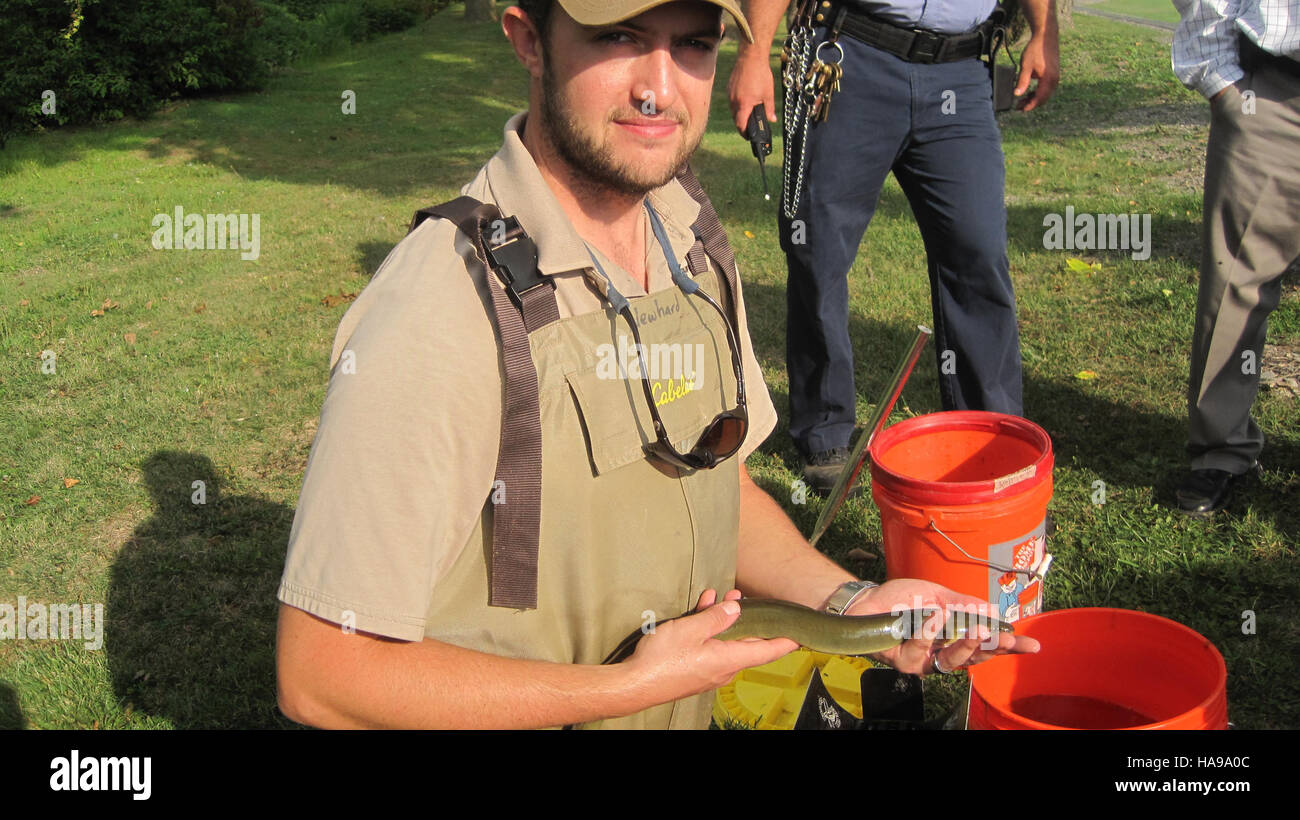Ein US-amerikanischer Fish and Wildlife Service-Biologe wird während einer Wildtierstudie in einem Nationalpark mit einem großen Aal gezeigt. Im Mittelpunkt der Arbeiten stehen die Überwachung von Arten und die Erhaltung der Gewässer. Stockfoto