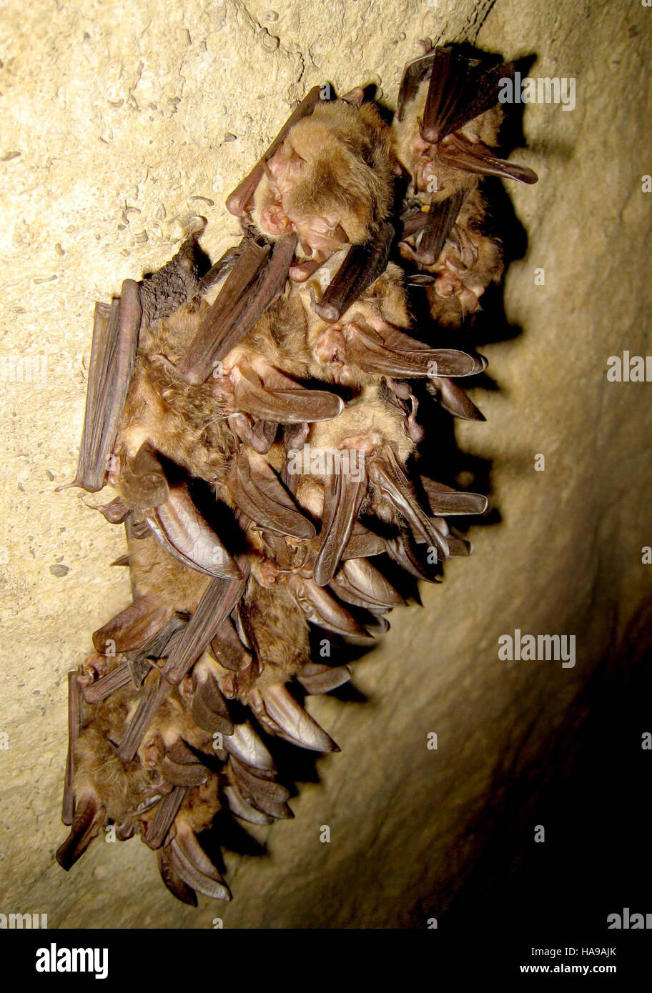 Die Virginia Big-Eared Fledermaus, eine seltene Art, lebt in ihrem geschützten Lebensraum innerhalb des Nationalparks und zeigt erfolgreiche Naturschutzbemühungen zur Erhaltung der Fledermauspopulationen. Stockfoto