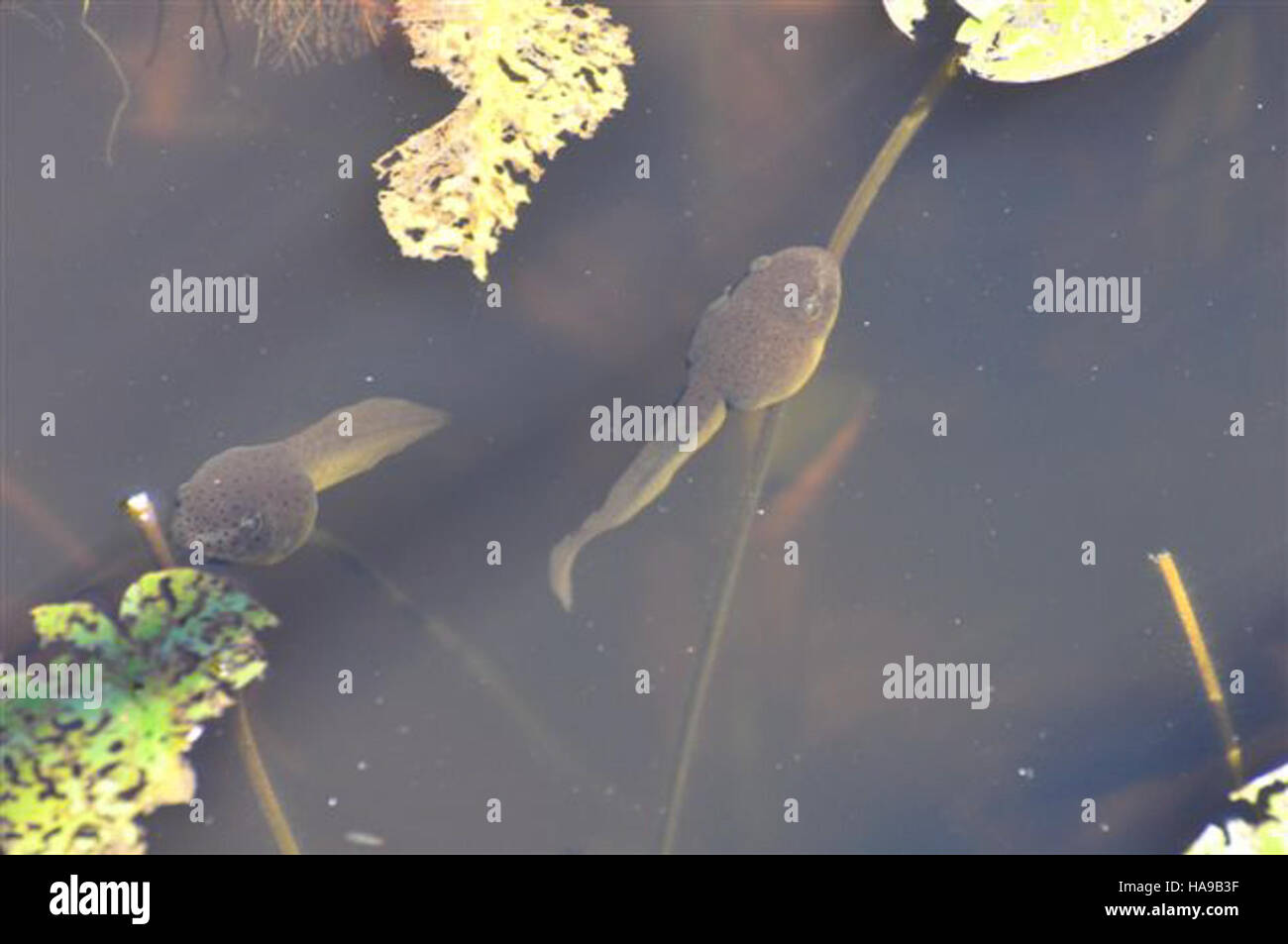 Kaulquetschen, frühzeitige Amphibien, sind ein integraler Bestandteil des Ökosystems in Nationalparks. Diese Organismen gedeihen in Gewässern und tragen zur Artenvielfalt und Nahrungskette in diesen geschützten Naturgebieten bei. Stockfoto