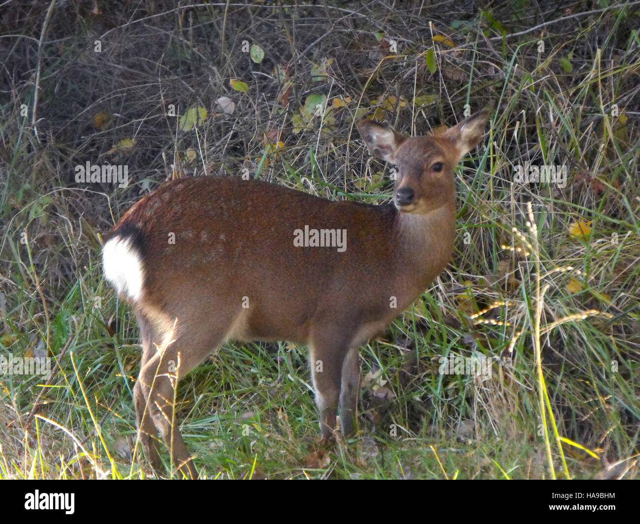 Ein Sika-Elch in einem Nationalpark, der die Anwesenheit der Art in geschützten Gebieten der USA repräsentiert. Diese Elche sind eine in Nordamerika eingeführte Art und werden häufig in Ökosystemen des Parks gefunden, wo sie zur Artenvielfalt beitragen. Stockfoto