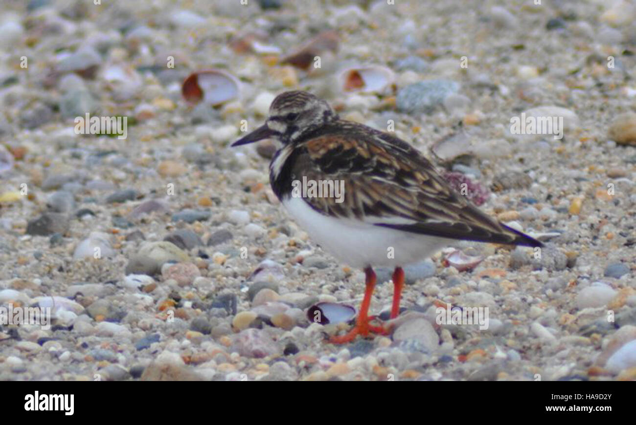 Der Ruddy Turnstone ist ein Ufervogel, der in Nationalparks, insbesondere entlang der Küste, häufig vorkommt. Dieser Vogel ist bekannt für sein unverwechselbares Verhalten beim Umkippen von Steinen und anderen Trümmern auf der Suche nach Nahrung. Stockfoto