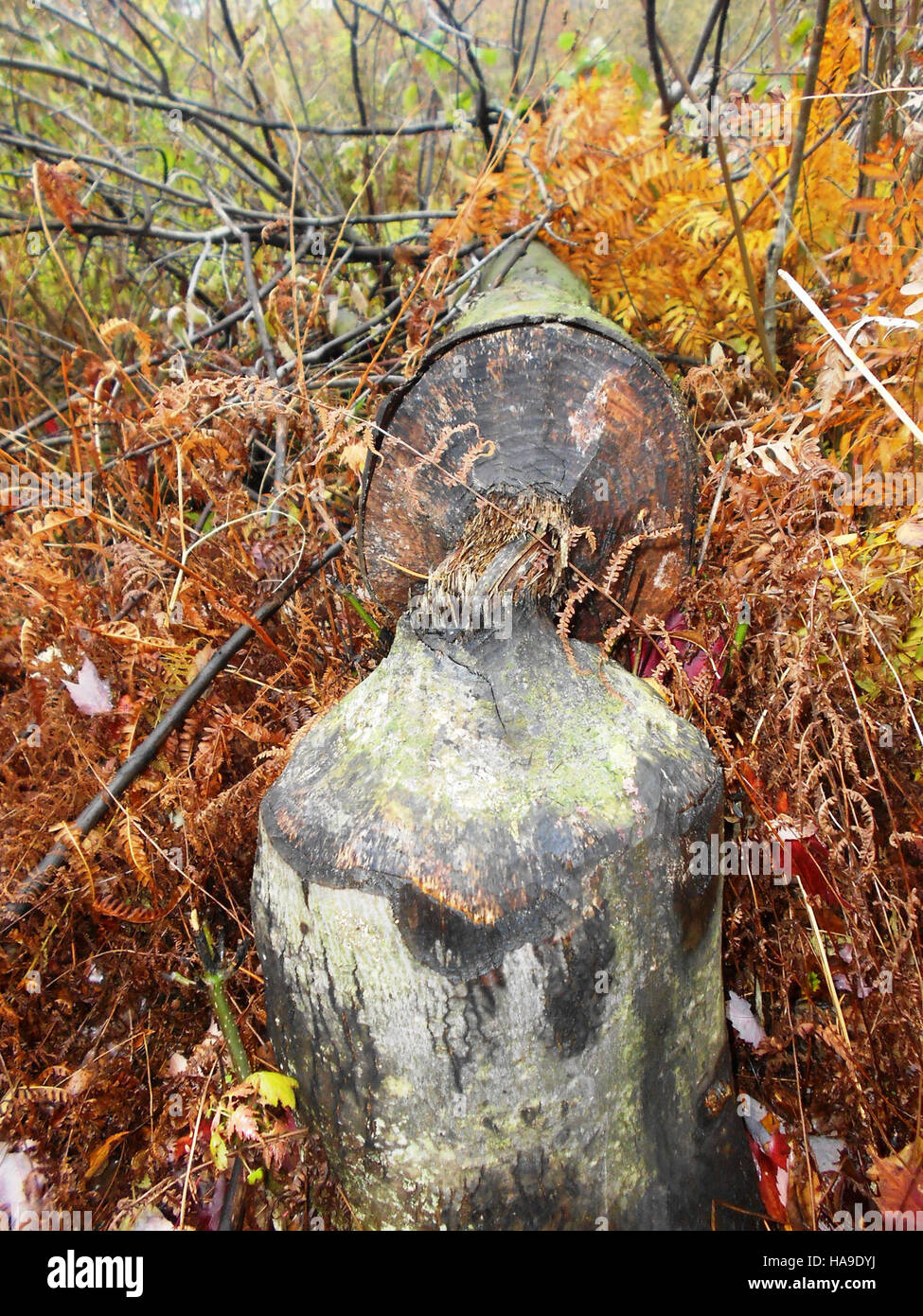 Ein Baum mit charakteristischen Nagespuren von Biberaktivitäten, die das Verhalten der natürlichen Tierwelt in einem Nationalpark hervorheben. Stockfoto