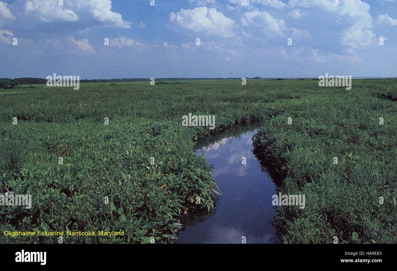 Das leicht brackige Marschland des Nanticoke River in Maryland beherbergt eine vielfältige Tierwelt. Es ist ein wichtiges Ökosystem für Vogelarten und andere Wildtiere, das die Umwelt zwischen süß- und Salzwasser ausgleicht. Stockfoto