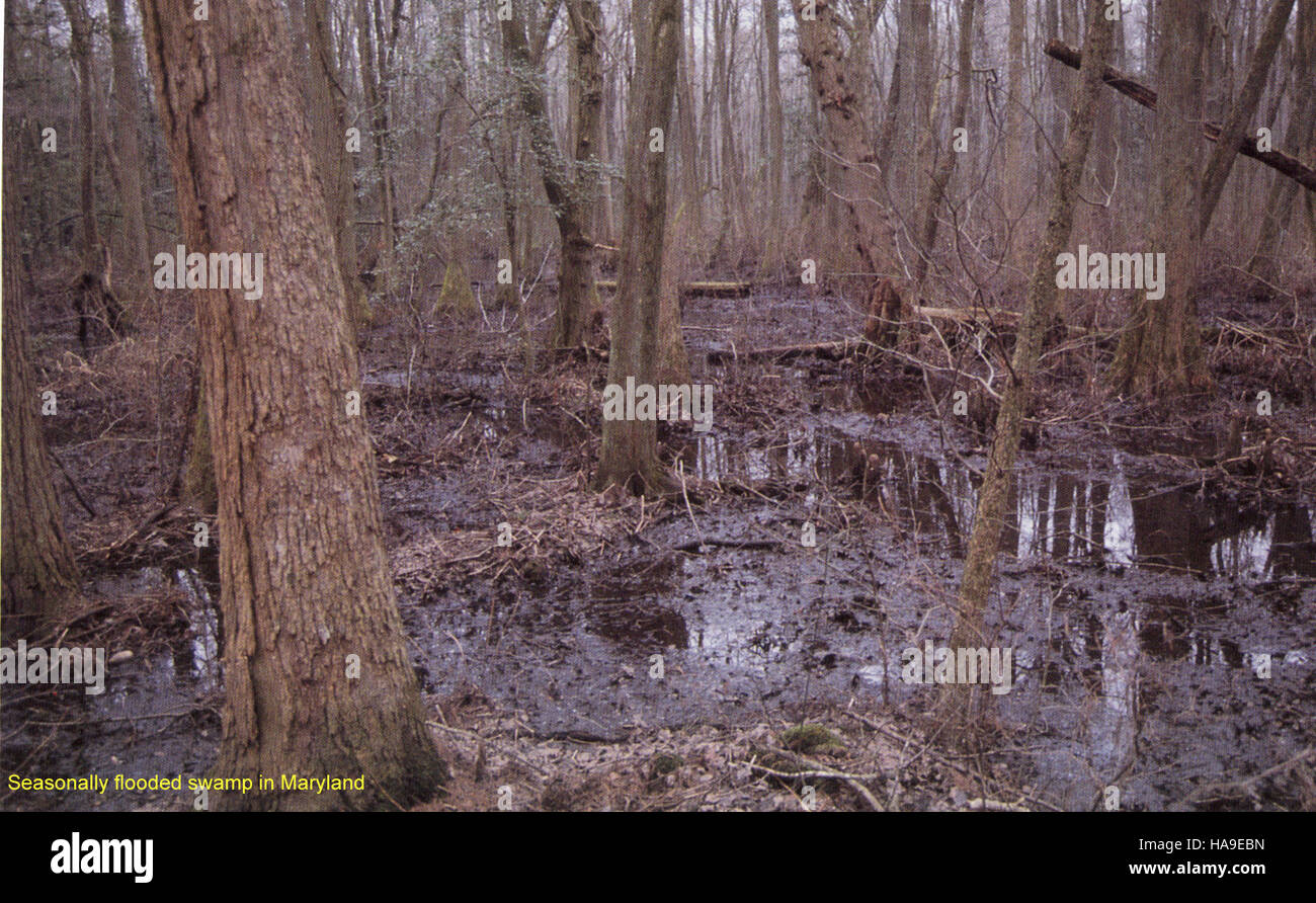 Dieses Bild zeigt einen saisonal überfluteten Sumpf in Maryland und veranschaulicht die dynamischen Feuchtlandökosysteme, die in US-Nationalparks zu finden sind, und ihre Bedeutung für Wildtiere. Stockfoto