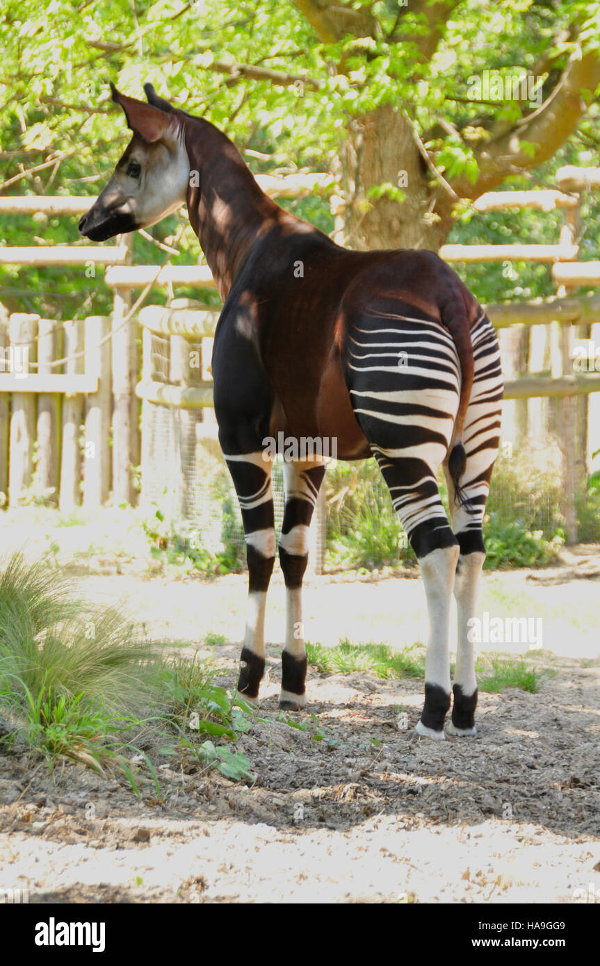 Okapi (Okapia Johnstoni) Stockfoto