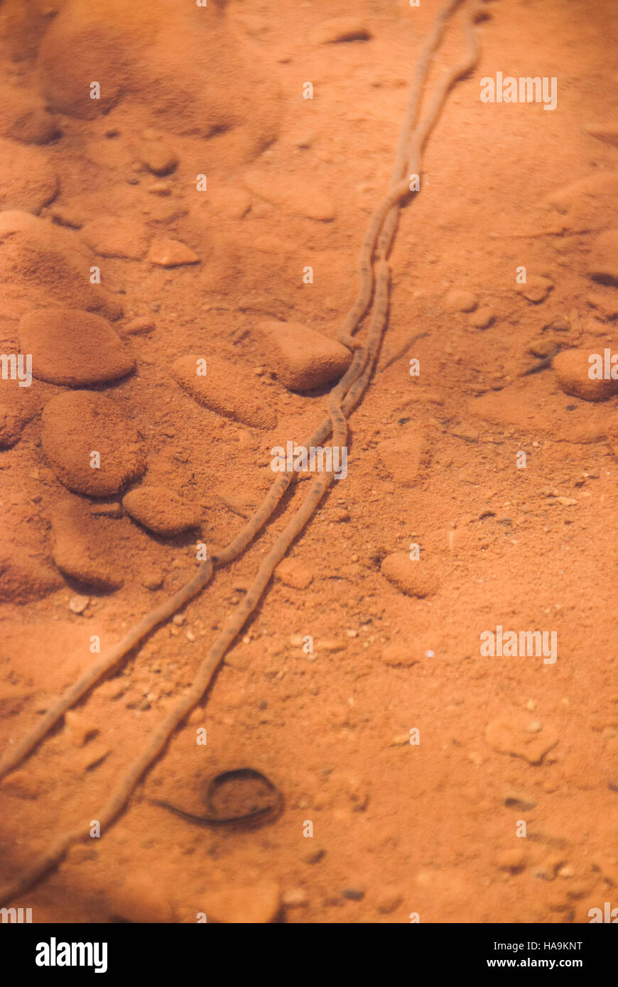 Kröteneier werden in Salt Creek im Canyonlands National Park gefunden, was die Bedeutung des Parks als Lebensraum für Amphibien und seine Rolle bei der Erhaltung der Artenvielfalt in einem Wüstenökosystem unterstreicht. Stockfoto