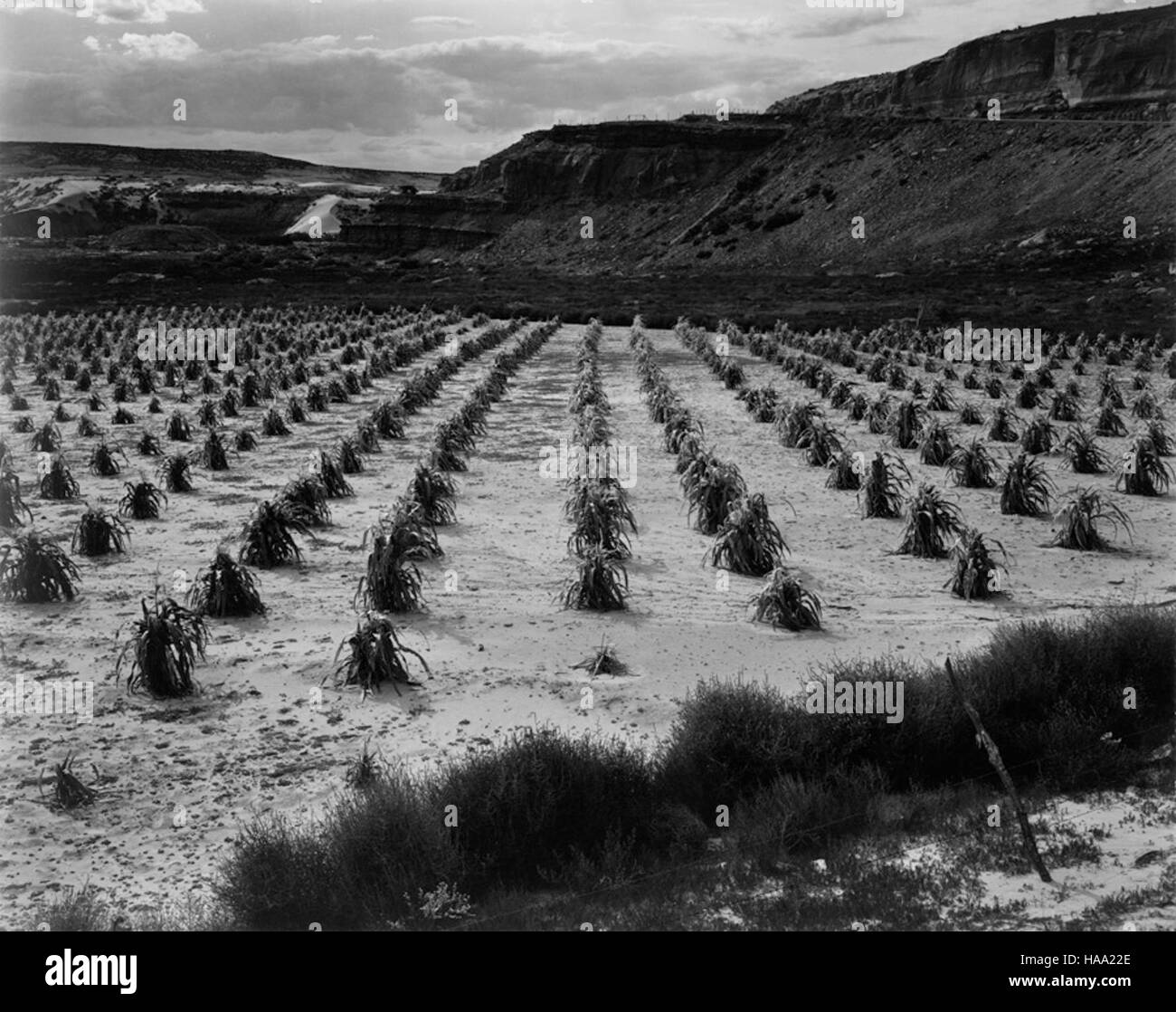 Dieses Bild zeigt Ansel Adams' „The Mural Project“, das sich auf die Aufnahme der Landschaften der US-Nationalparks in den frühen 1940er Jahren konzentrierte Adams Schwarzweiß-Fotografie ist zu einem Wahrzeichen geworden, da sie die Schönheit und Pracht des amerikanischen Naturerbes repräsentiert. Stockfoto