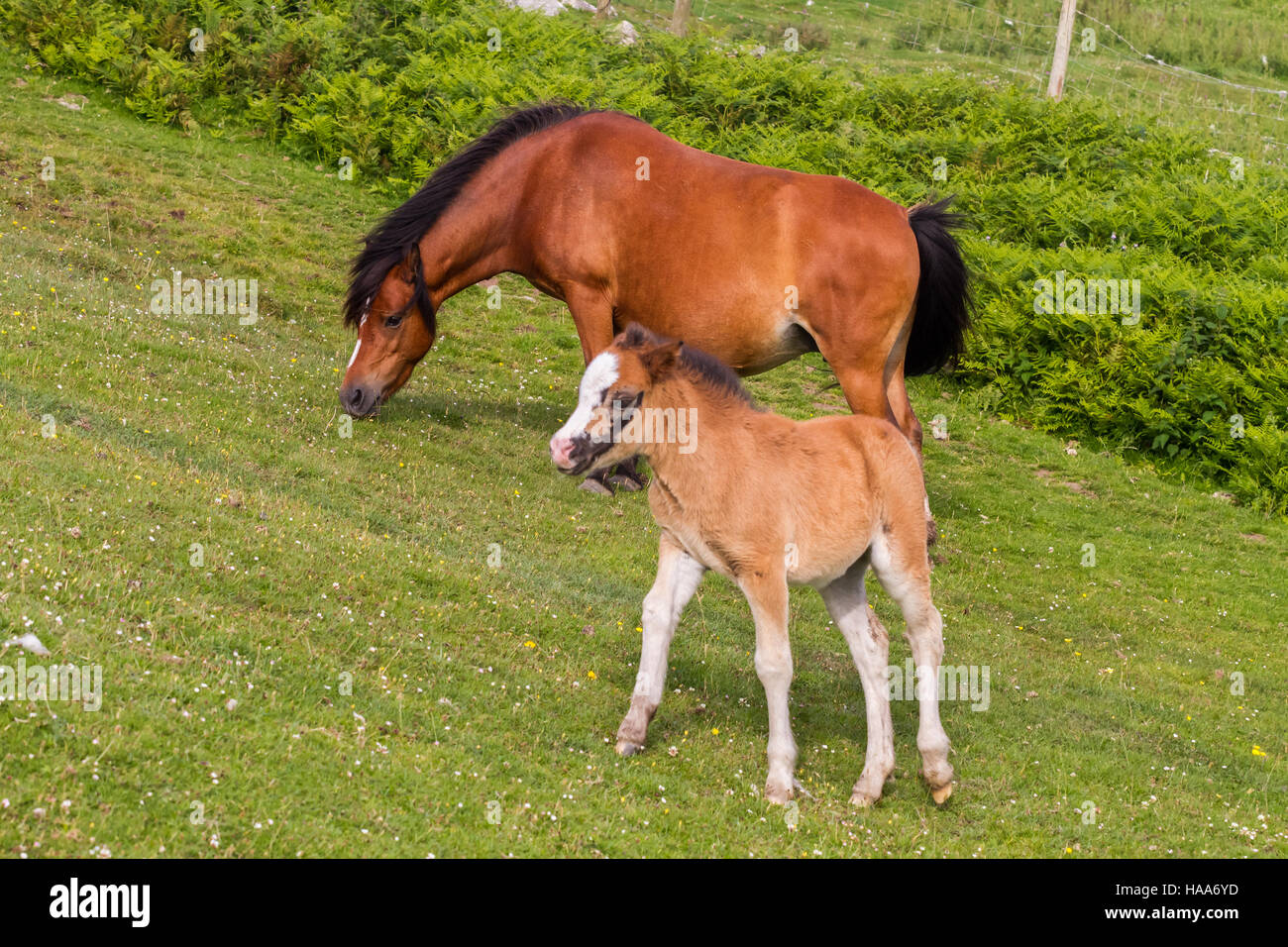 Fohlen und eine Stute auf eine Sommerweide peering beim Fotografen Stockfoto