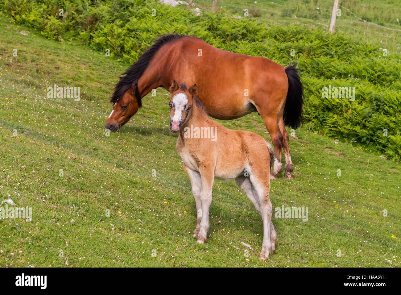 Fohlen und eine Stute auf eine Sommerweide peering beim Fotografen Stockfoto