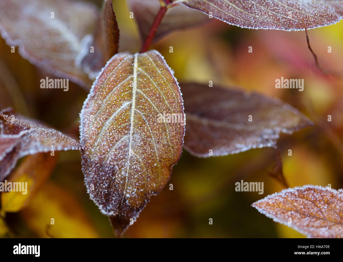 Gefrorene Pflanzen im Winter mit dem Hoar-frost Stockfoto