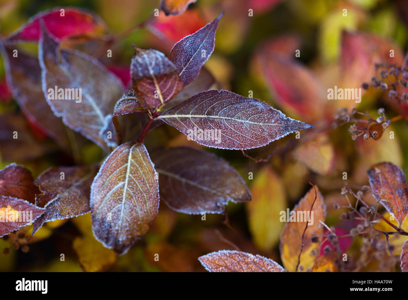 Gefrorene Pflanzen im Winter mit dem Hoar-frost Stockfoto
