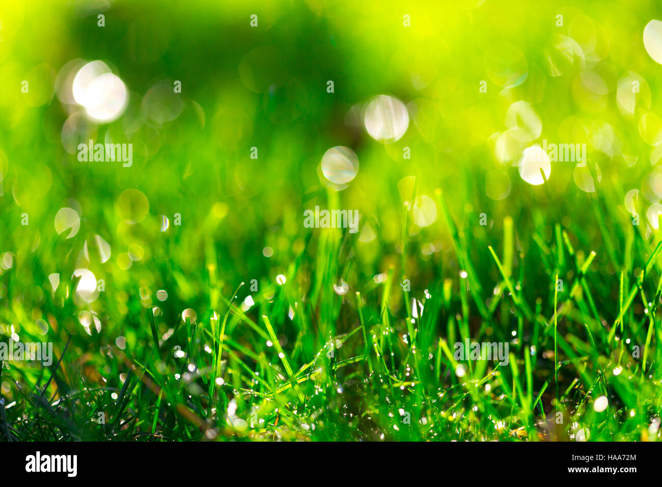 Grass-Hintergrund mit Wassertropfen, sehr geringe Schärfentiefe Stockfoto