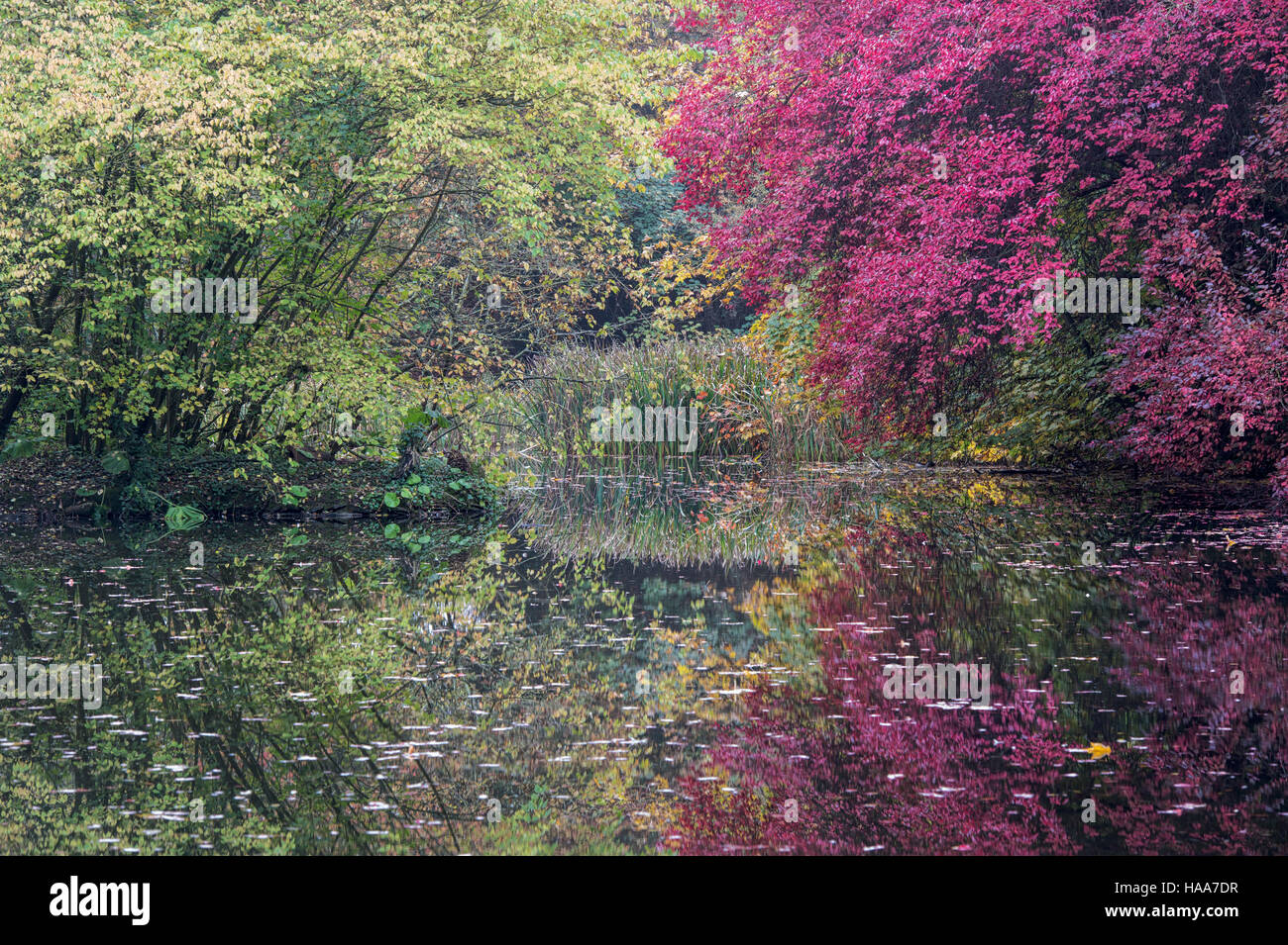 Shipton unter Wychwood wilden Garten und Wald im Herbst, Oxfordshire, England Stockfoto