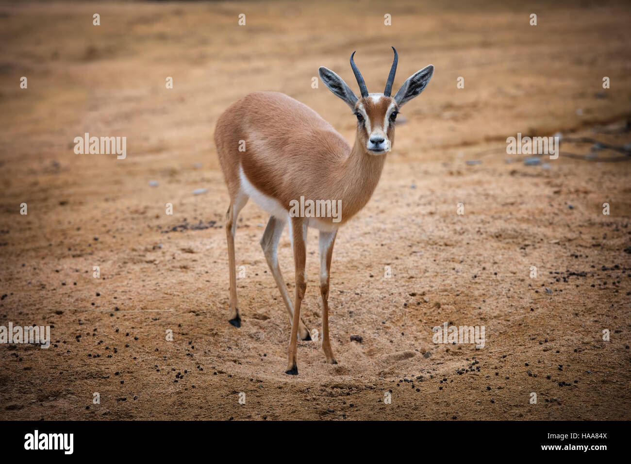 Dorcas Gazelle - Gazella Dorcas neglecta Stockfoto