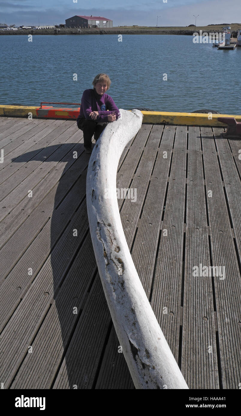 Frau mit einem Wal Kiefer Knochen, Hofn, Süd-Ost Island. Stockfoto