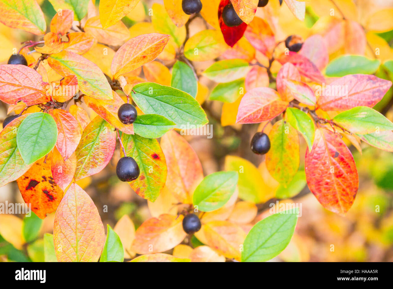 Zweige mit schwarzen beeren Fotos und Bildmaterial in hoher Auflösung