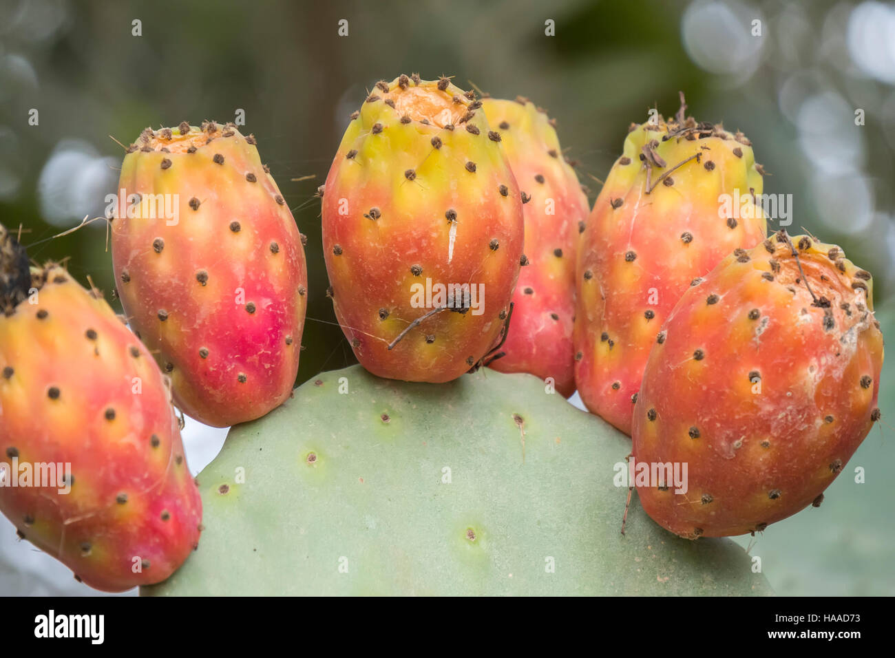 Cactaceae, Opuntia, Kaktusfeigen Kaktus fruitsand Stockfoto