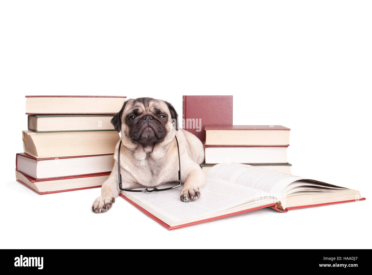 Mops Welpen Hund umgeben von gestapelten Büchern, Buch und lesen eine Brille Stockfoto