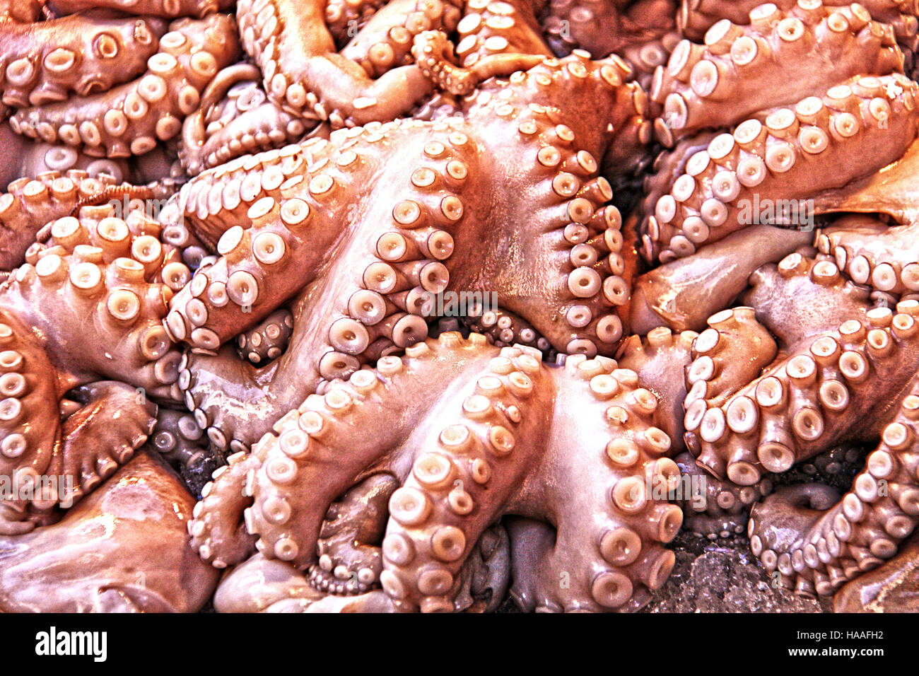 Meeresfrüchte Hintergrund frischen Oktopus im Fischgeschäft Stockfoto