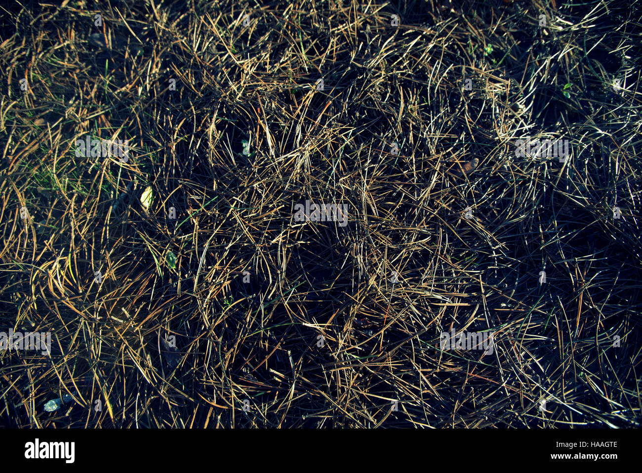 Schottische Wilde Wiese Blume Hintergrund Gräser und Unkraut Stockfoto