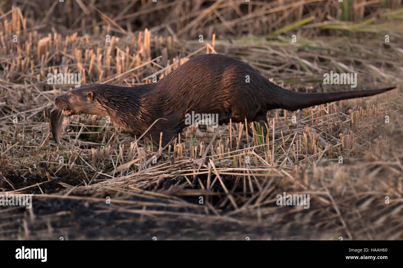 Eine eurasische Fischotter (Lutra Lutra) Rückkehr in seine Jungtiere mit ein Rotauge, Suffolk Stockfoto