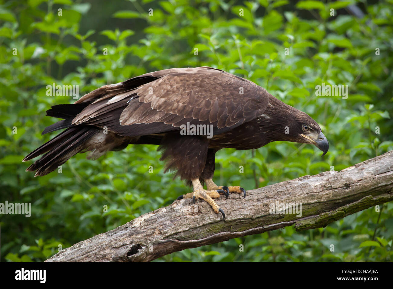 Weibliche Weißkopf-Seeadler (Haliaeetus Leucocephalus). Tierwelt Tier. Stockfoto
