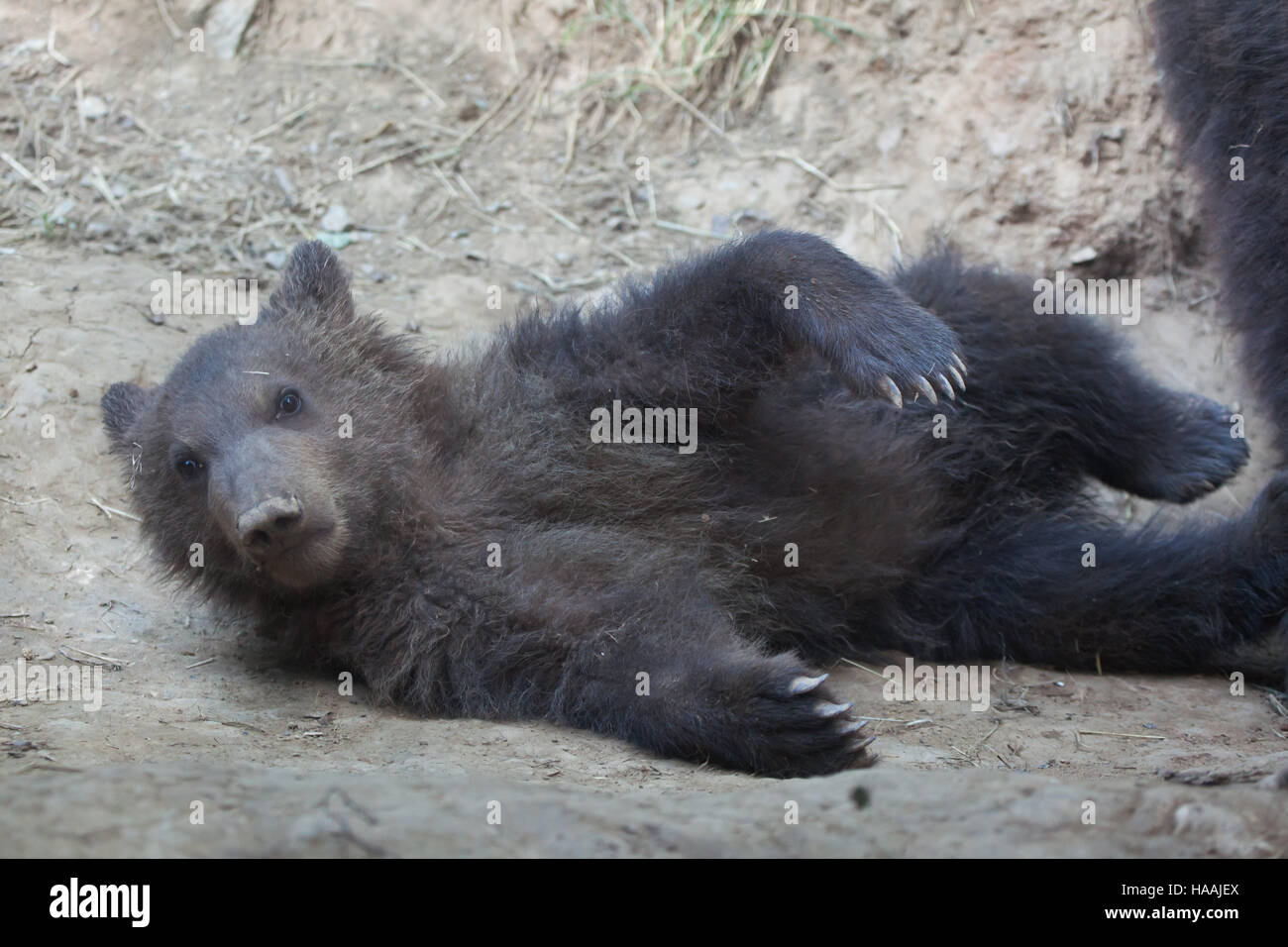 Vier Monate alten Kamtschatka Braunbär (Ursus Arctos Beringianus) namens Bruno in Brno Zoo in Südmähren, Tschechien. Der Bärenjunge wurde Bruno geboren. Stockfoto