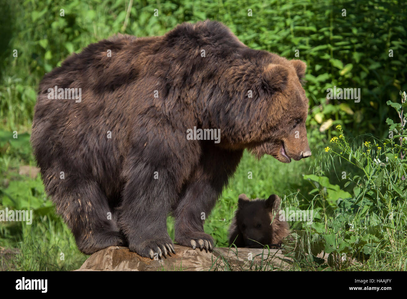 Vier Monate alten Kamtschatka Braunbär (Ursus Arctos Beringianus) namens Bruno mit seiner Mutter Kamtschatka in Brno Zoo in Südmähren, Tschechien. Th Stockfoto