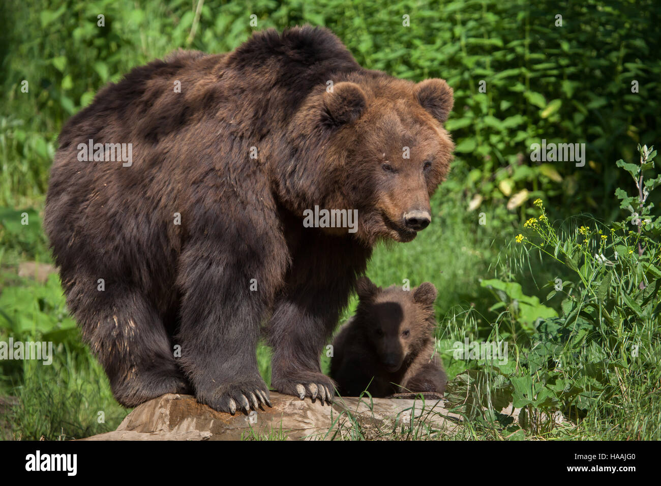 Vier Monate alten Kamtschatka Braunbär (Ursus Arctos Beringianus) namens Bruno mit seiner Mutter Kamtschatka in Brno Zoo in Südmähren, Tschechien. Th Stockfoto