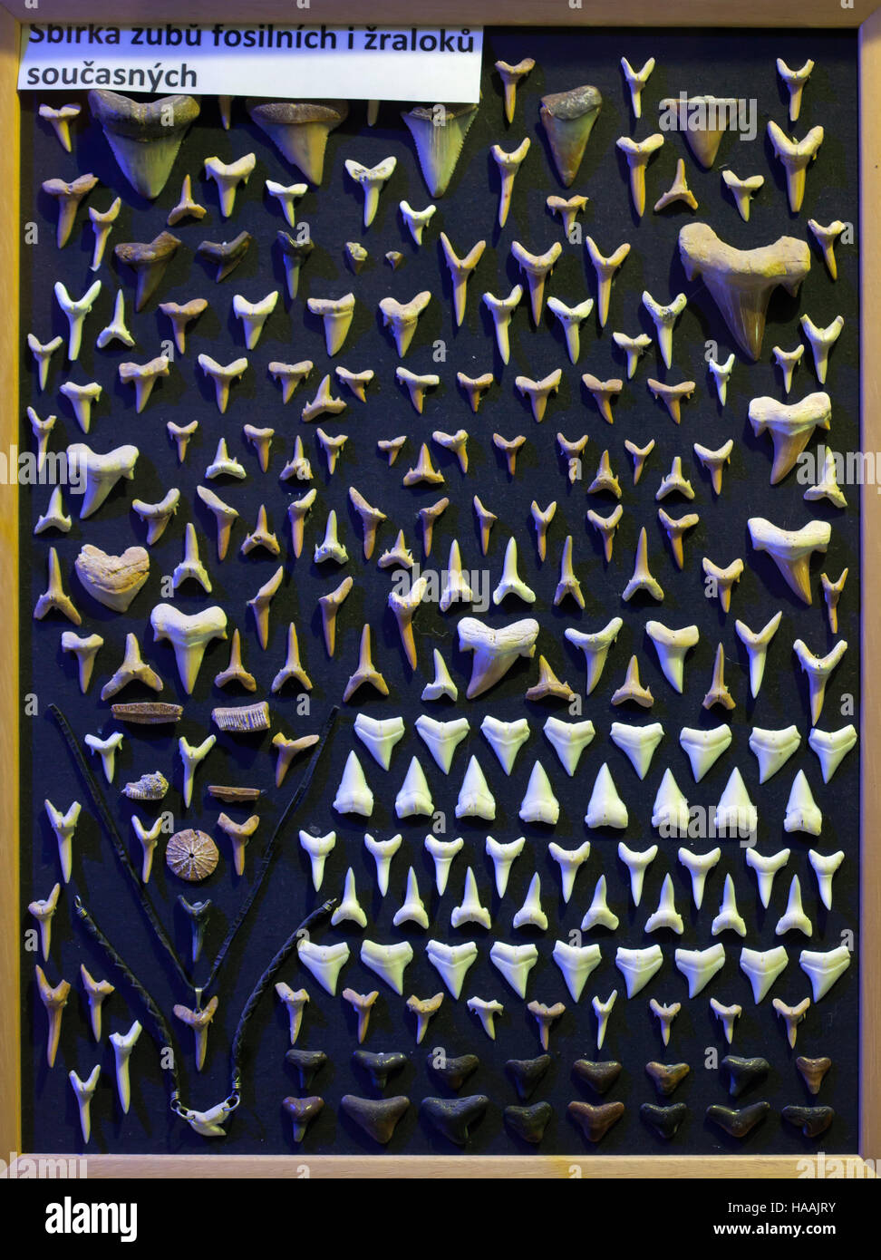 Auflistung der Zähne von ausgestorben und lebendigen Haien angezeigt in Brno Zoo in Südmähren, Tschechien. Stockfoto