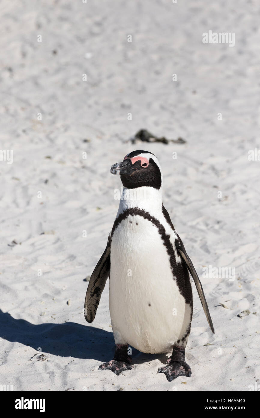 Ein Erwachsener afrikanischer Pinguin (Spheniscus Demersus), Boulders Beach, Cape Town South Africa Stockfoto