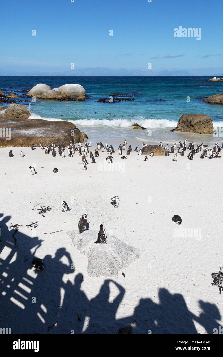 Touristen fotografieren die afrikanischen Pinguine am Boulders Beach, Cape Town, Südafrika Stockfoto