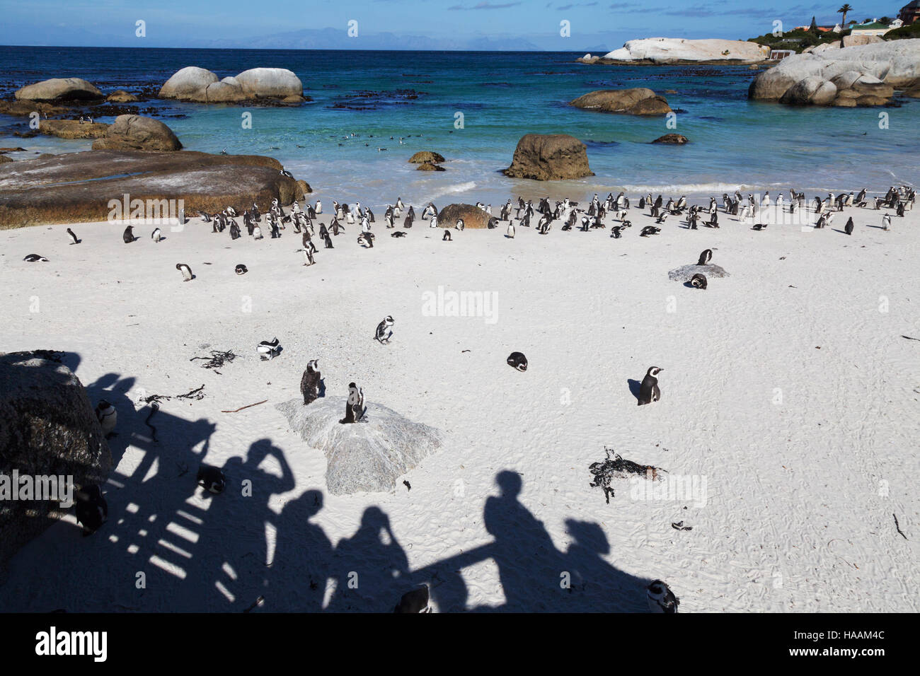 Schatten der Touristen fotografieren die afrikanischen Pinguine am Boulders Beach, Cape Town, Südafrika Stockfoto