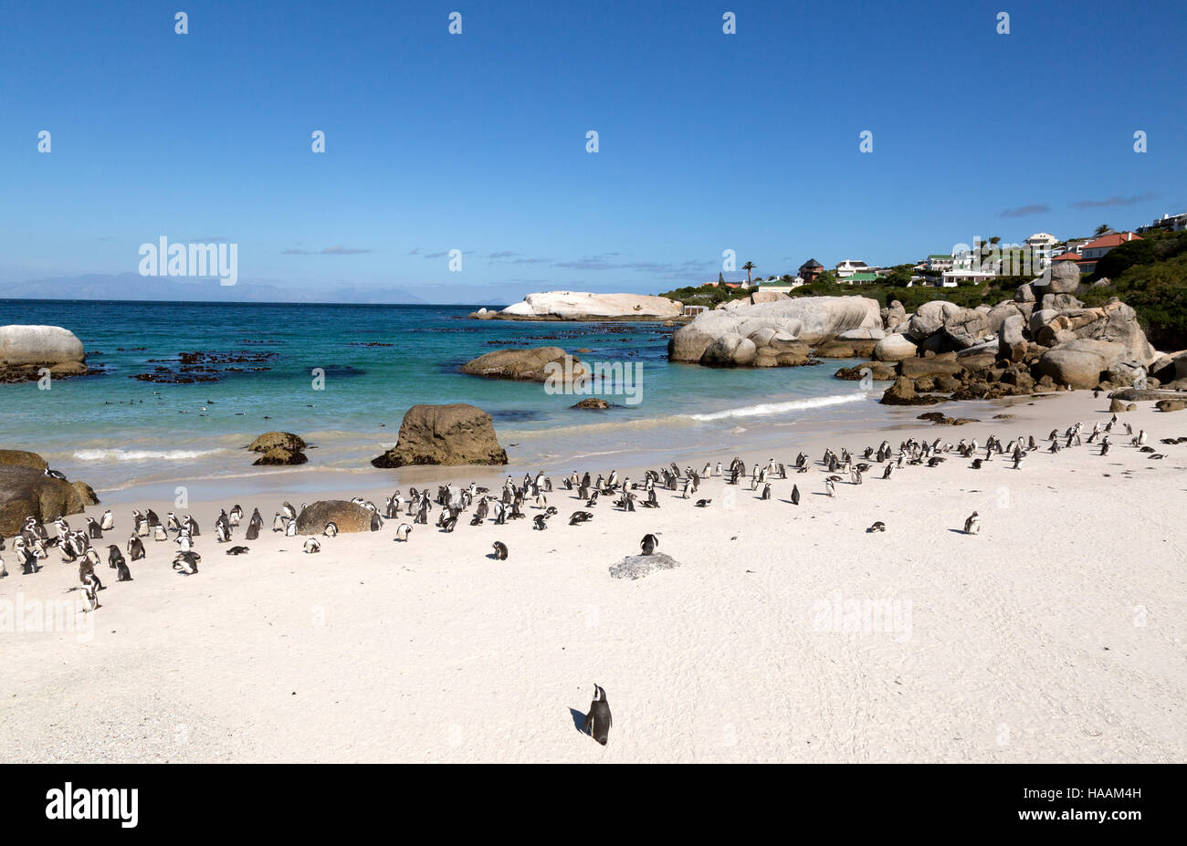 Die Kolonie von afrikanischen Pinguine (Spheniscus Demersus), Boulders Beach, Kapstadt, Südafrika Stockfoto