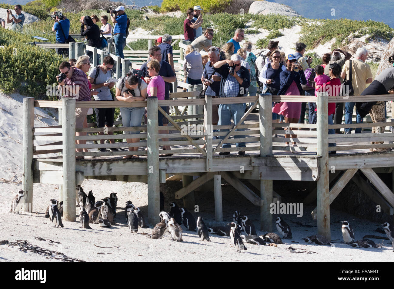 Touristen fotografieren die afrikanischen Pinguine am Boulders Beach, Cape Town, Südafrika Stockfoto