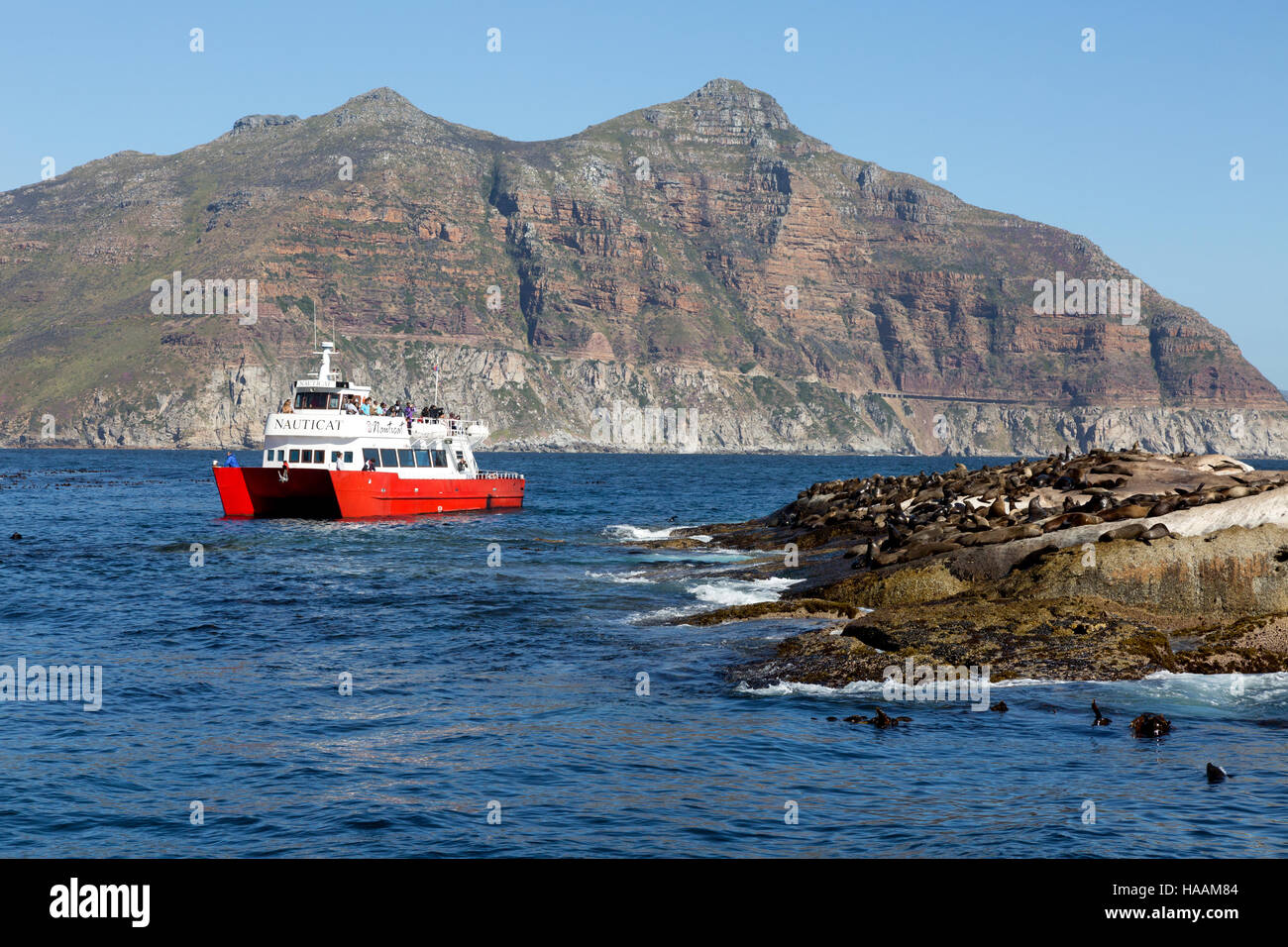 Ausflugsschiff mit Besuchern beobachten die Robben auf Dichtung Insel (Dyer Island), Hout Bay, Kapstadt, Südafrika Stockfoto