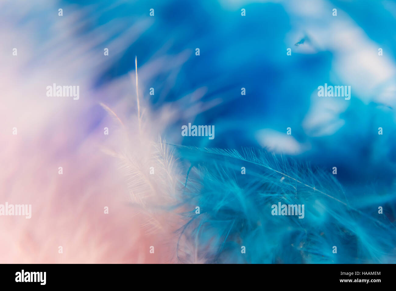 Makro von blau und rosa Federn. Details und Texturen. Stockfoto