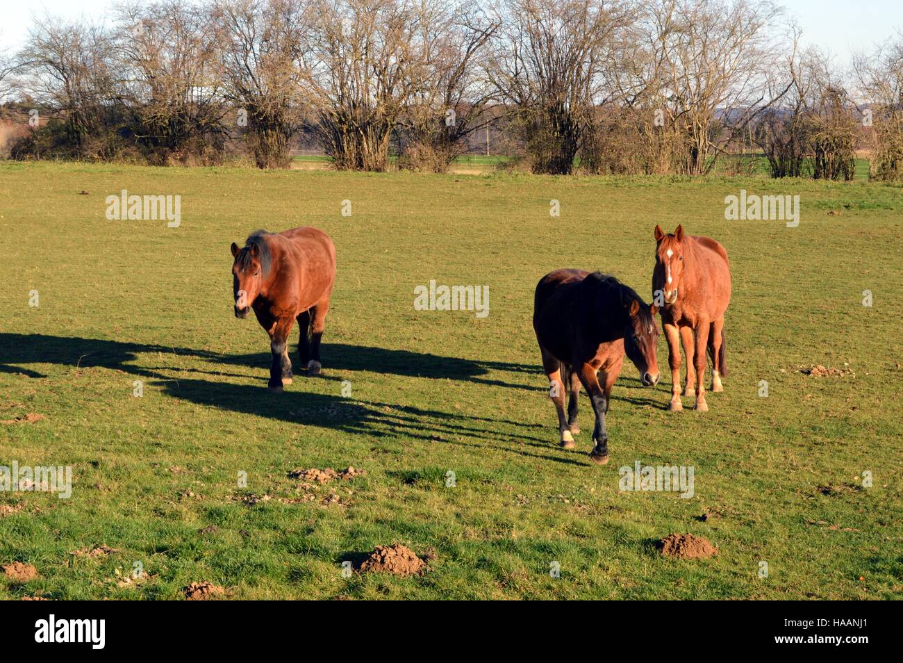 Drei braune Pferde auf einer grünen Weide Stockfoto