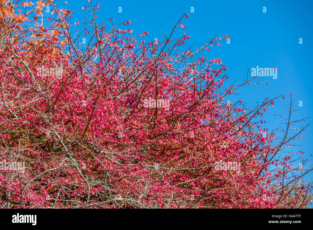 Detail von einem blühenden Baum mit roten Blüten und ein blauer Himmel Stockfoto