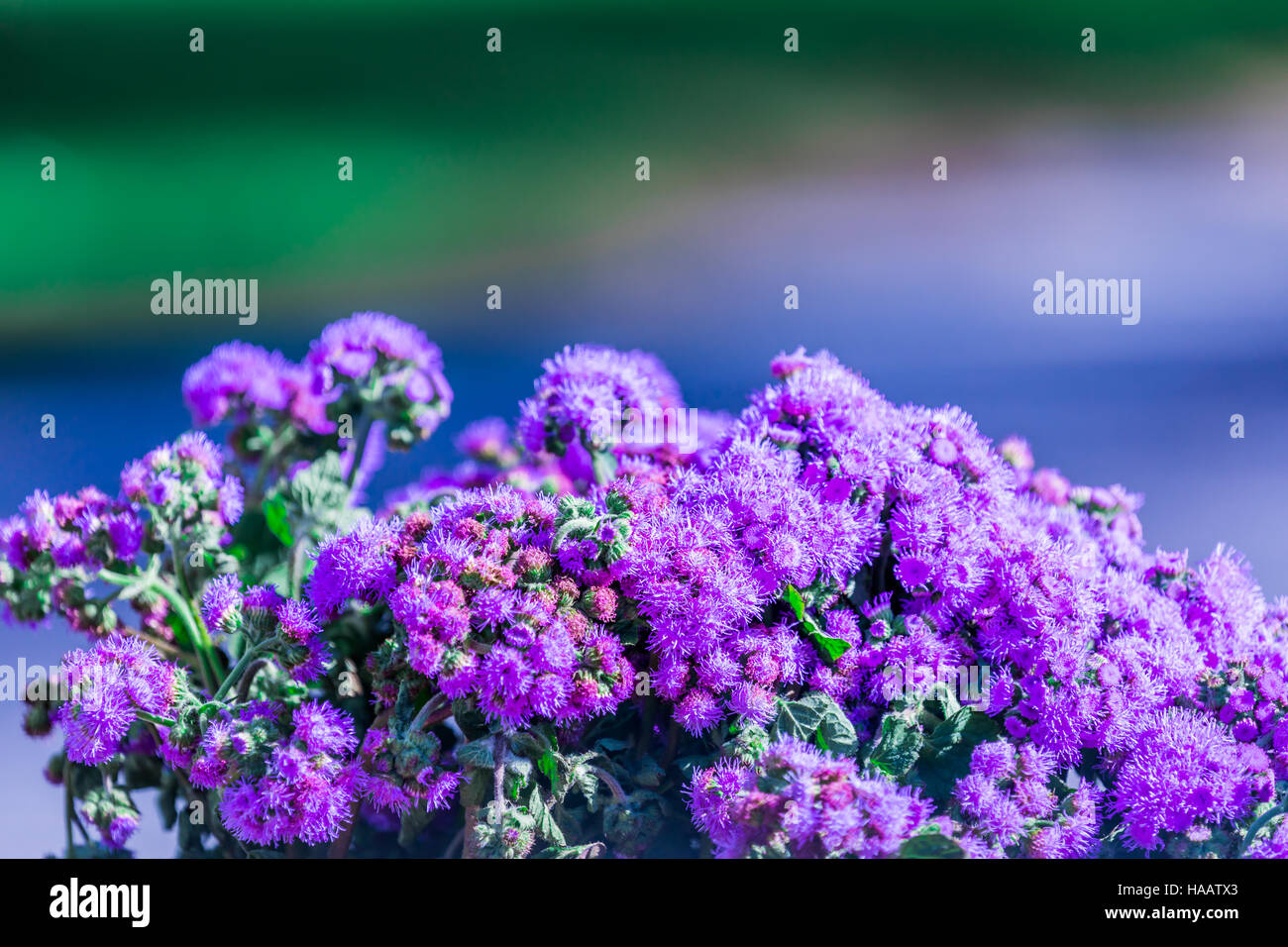 Detail der frisch geschnittenen lila Blüten an einem östlichen Long Island Farm stand Stockfoto