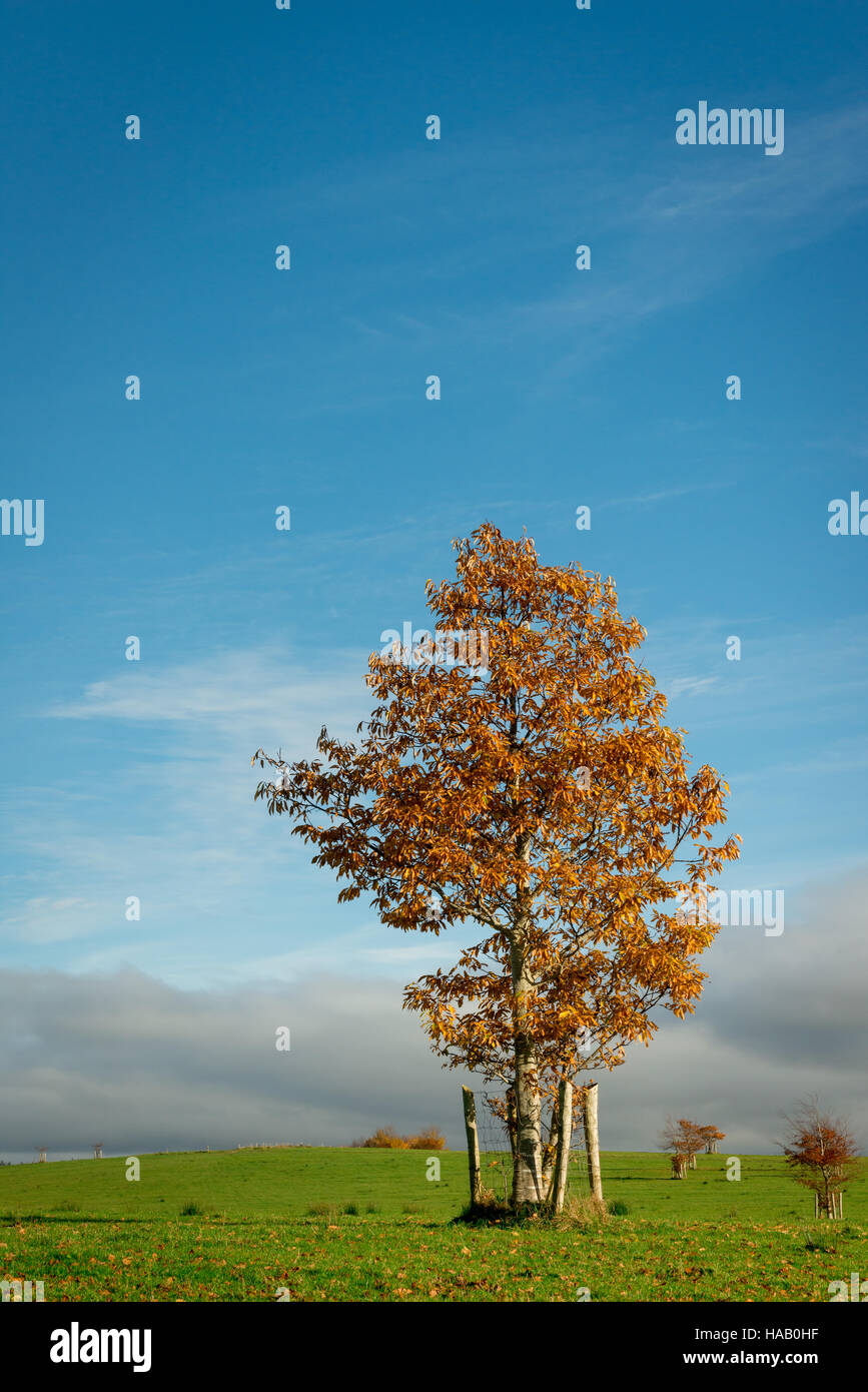 Herbstlandschaft und einfarbiger Baum mit bunten Blättern am hellen sonnigen Herbsttag Stockfoto