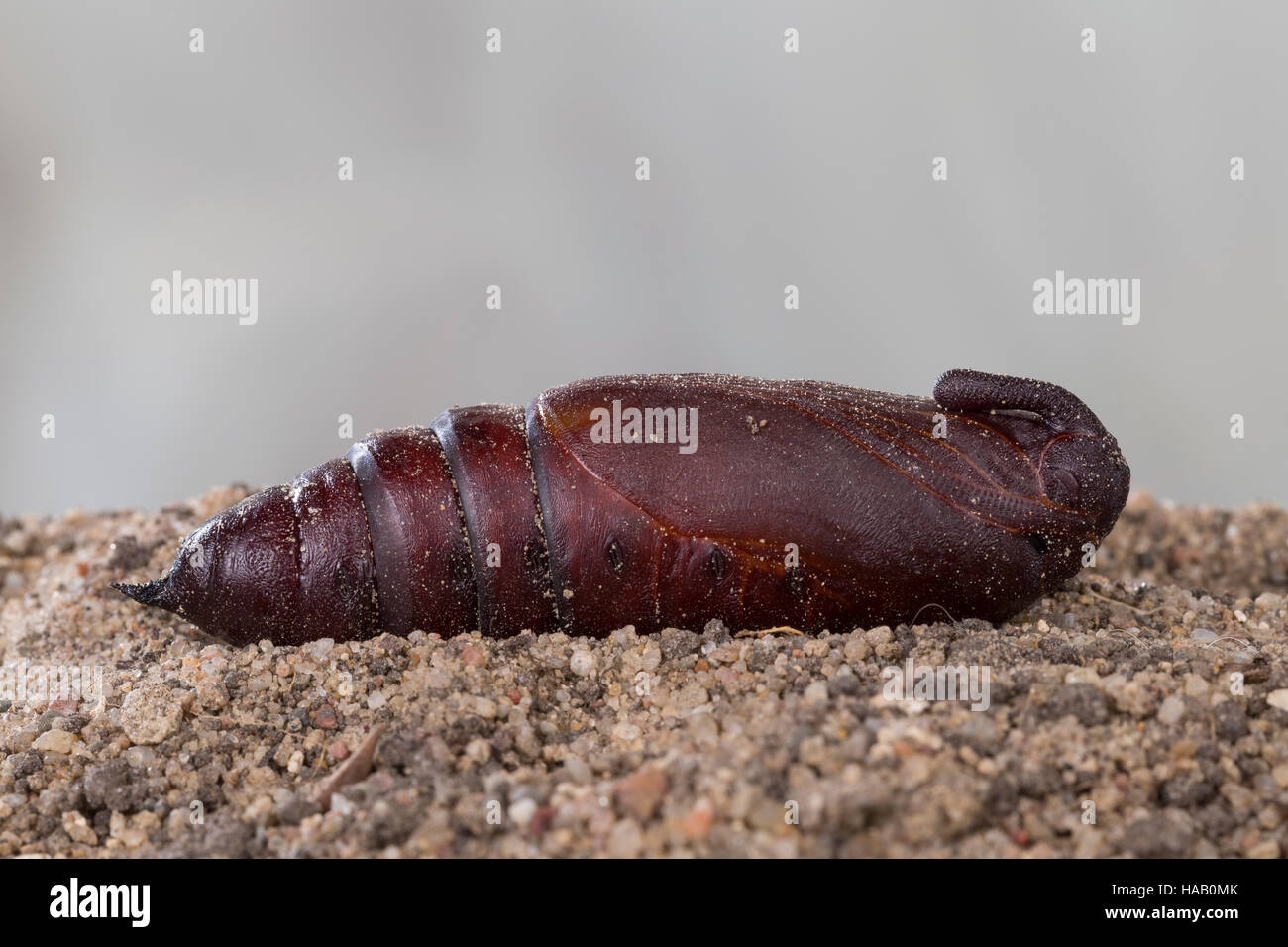 Ligusterschwrmer, ausschlagfhige-Schwrmer, Puppe, Sphinx Ligustri,  Liguster Hawkmoth Liguster Hawk-Moth, Liguster Hawk Moth, Puppe, Puppen, Le  Sphinx du Trone Stockfotografie - Alamy